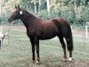 broodmare Hyacinthe (Selle Français, 1973, from Carat d'Or AA)
