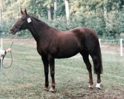 broodmare Hyacinthe (Selle Français, 1973, from Carat d'Or AA)