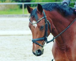 dressage horse Donella K (German Riding Pony, 2014, from Dimension AT NRW)