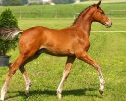 jumper Conquestador (German Sport Horse, 2006, from Casiro I)