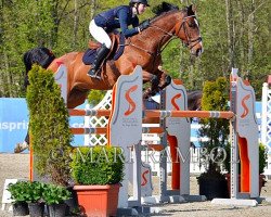 jumper Chalan (Hessian Warmblood, 2004, from Joliot)