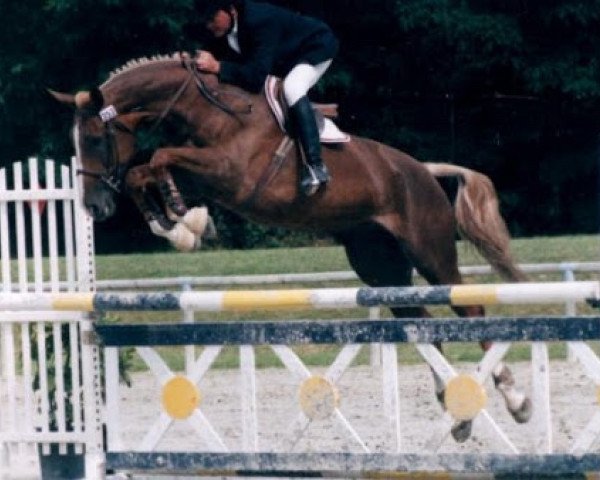 broodmare Golditchou Maoucha (Selle Français, 1994, from Uzelien)