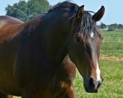 Pferd Deego (Mecklenburger, 2010, von Dzahan)