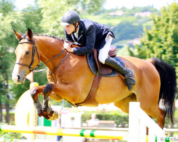 Springpferd Rejoneador du Prieure (Selle Français, 2005, von Cacao Courcelle)