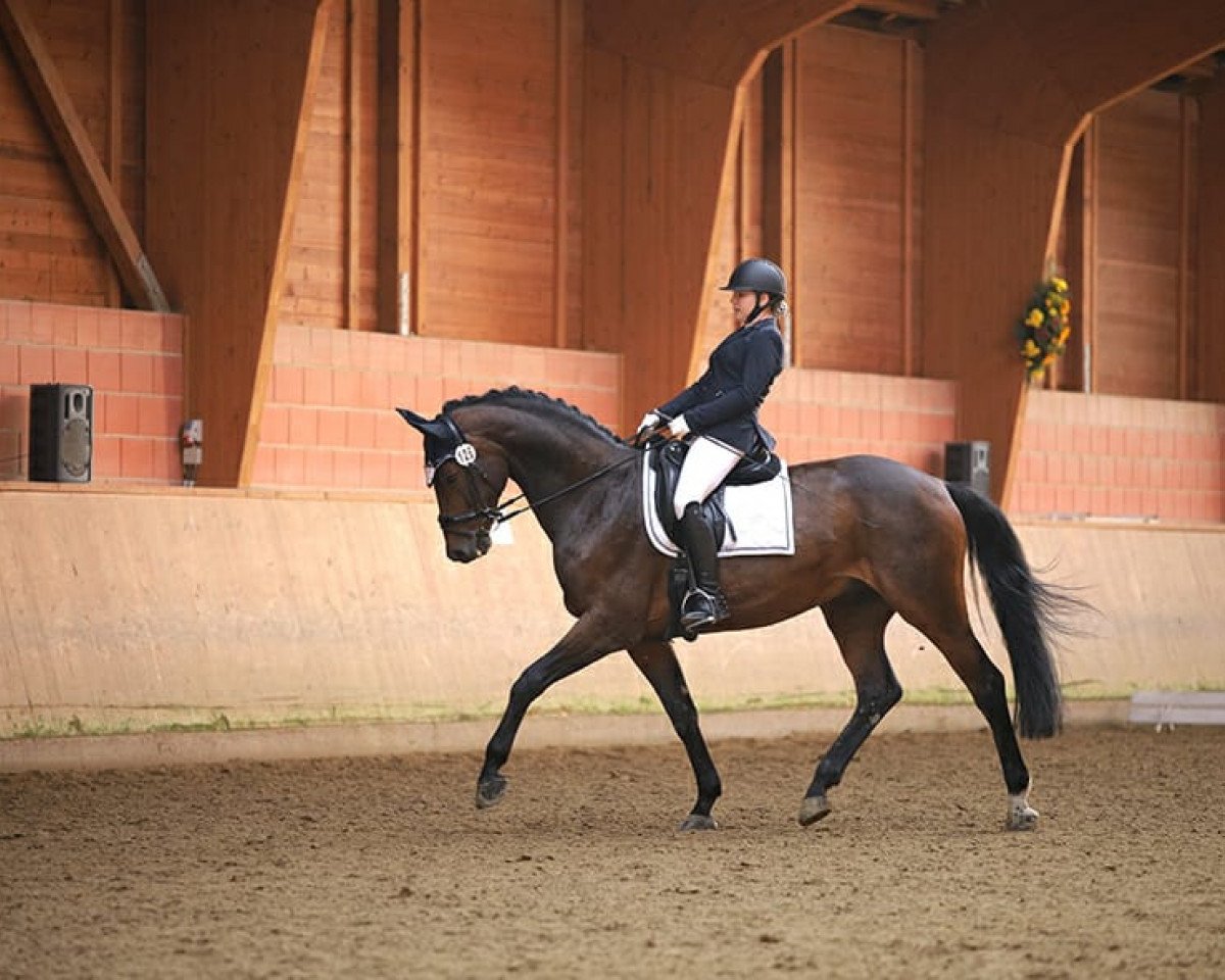 Deckhengst Bravissimo S (Westfale, 2009, von Basic)