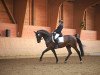 stallion Bravissimo S (Westphalian, 2009, from Basic)