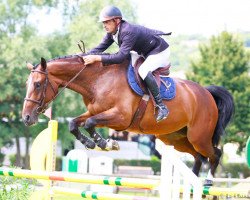 jumper Romy (Selle Français, 2005, from Fidji du Fleury)