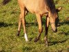 dressage horse Stute von Top Champion / FS Golden Highlight (German Riding Pony, 2020, from Top Champion)