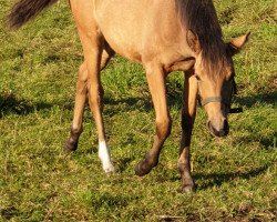 Dressurpferd Stute von Top Champion / FS Golden Highlight (Deutsches Reitpony, 2020, von Top Champion)