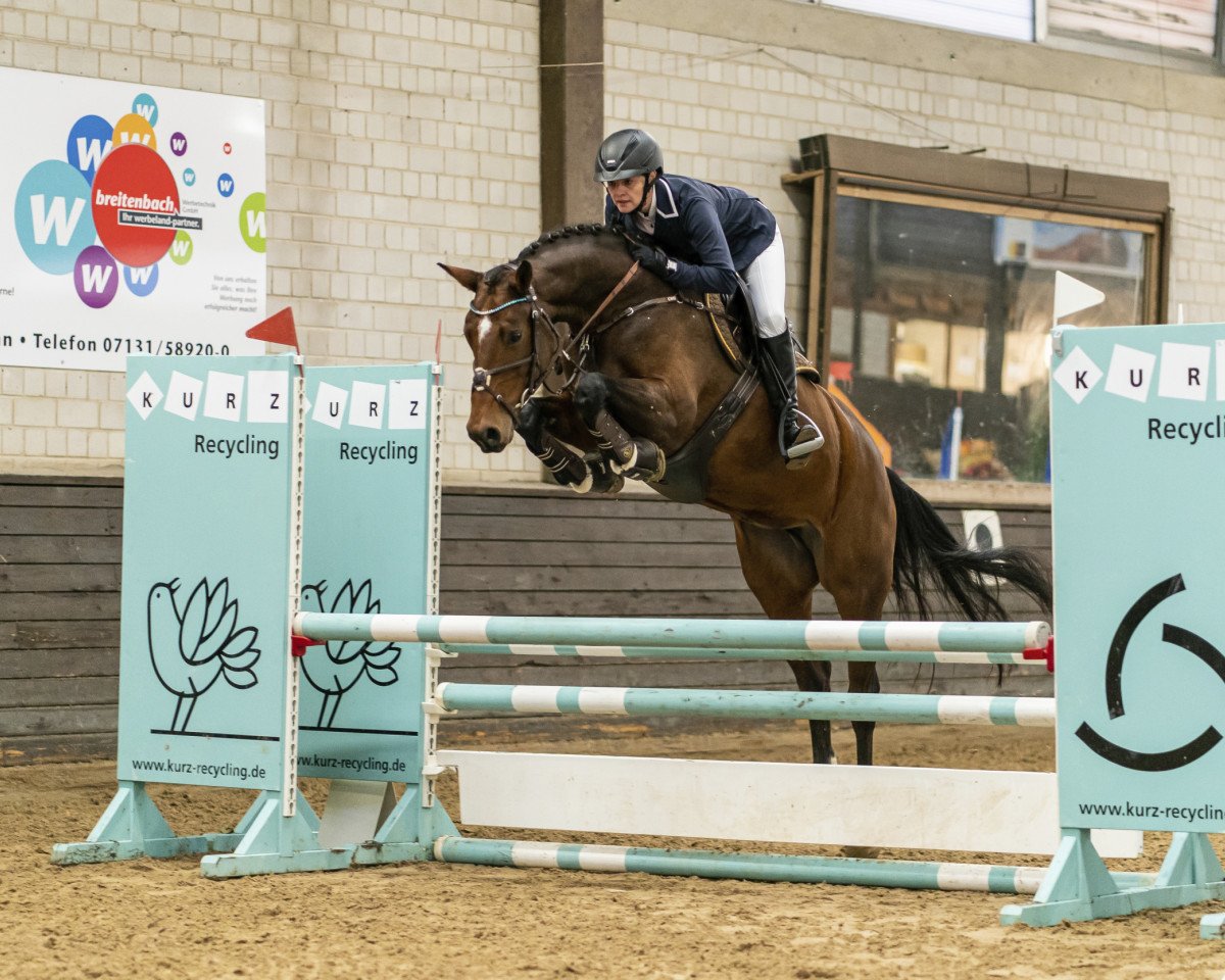 jumper Lillet Wild Berry (Rhinelander, 2015, from Pikeur Lord Fauntleroy)