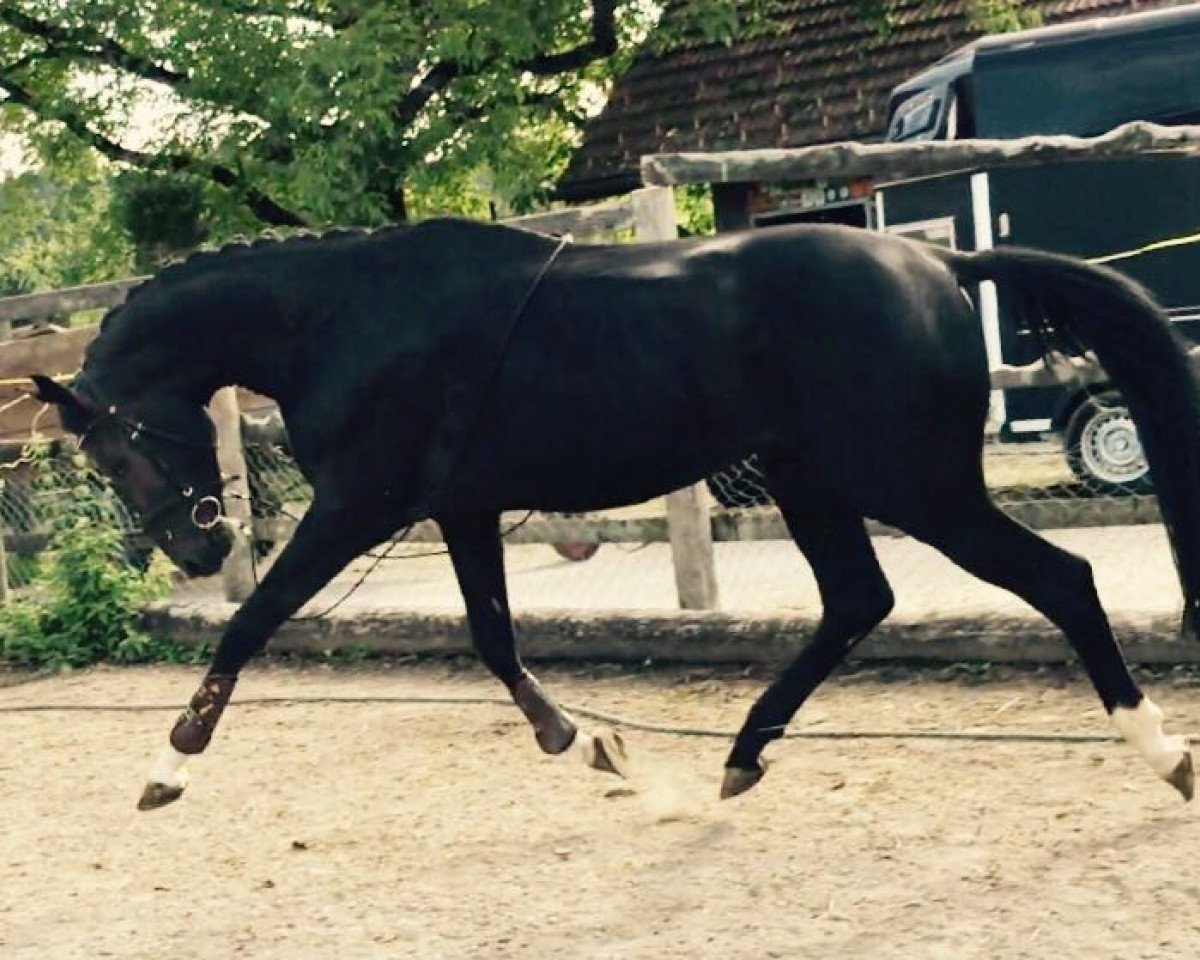 horse DD Toloro (Oldenburg, 2013, from Totilas)
