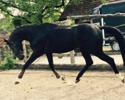 dressage horse DD Toloro (Oldenburg, 2013, from Totilas)