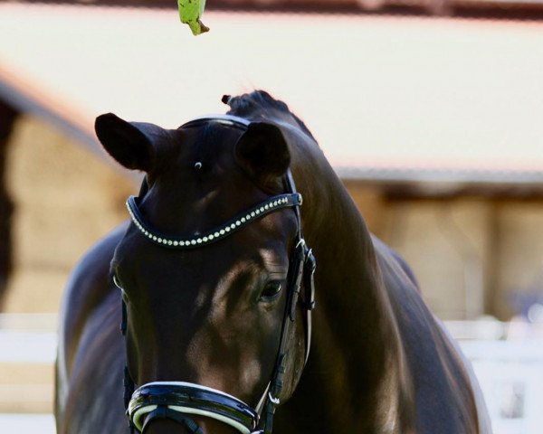 dressage horse Argentinas Finest (German Sport Horse, 2015, from Finest)
