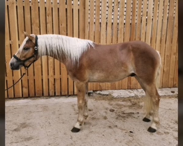 horse Alpgraf oet de Broekstreeck (Haflinger, 2018, from Almquell)