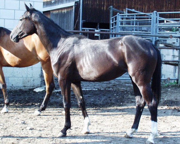 horse Devina (Württemberger, 2001, from Donnerprinz)