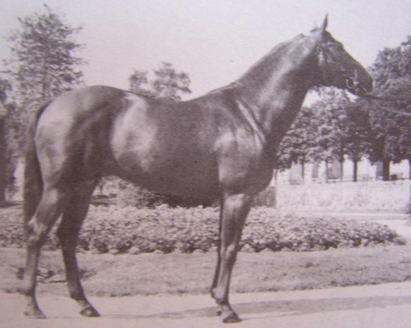 stallion Esma de Fondelyn AA (Anglo-Arabs, 1970, from Aiglovan x)
