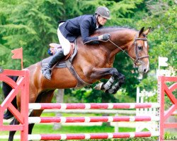 stallion Ragazy de La Serre (Selle Français, 2005, from Lupicor)