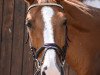 dressage horse Otto (German Sport Horse, 2008, from Bon Jovi)