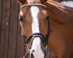 dressage horse Otto (German Sport Horse, 2008, from Bon Jovi)