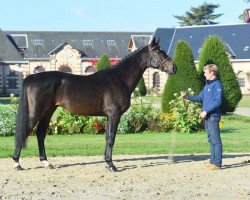 stallion Dionysos de Vains (Selle Français, 2013, from Helios de la Cour II)