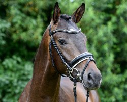 dressage horse Resedon (Trakehner, 2015, from E.H. Millennium)