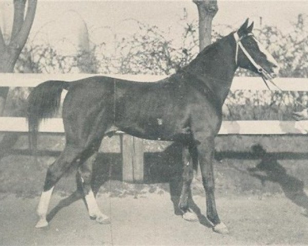 stallion Salamie DB (Arabian thoroughbred, 1891)