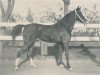 stallion Salamie DB (Arabian thoroughbred, 1891)