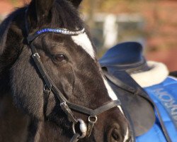 broodmare Henriette B (Westphalian, 2010, from Houston)