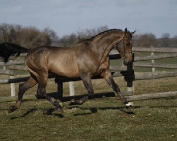stallion For de la Hardière (Selle Français, 1993, from Jalisco B)