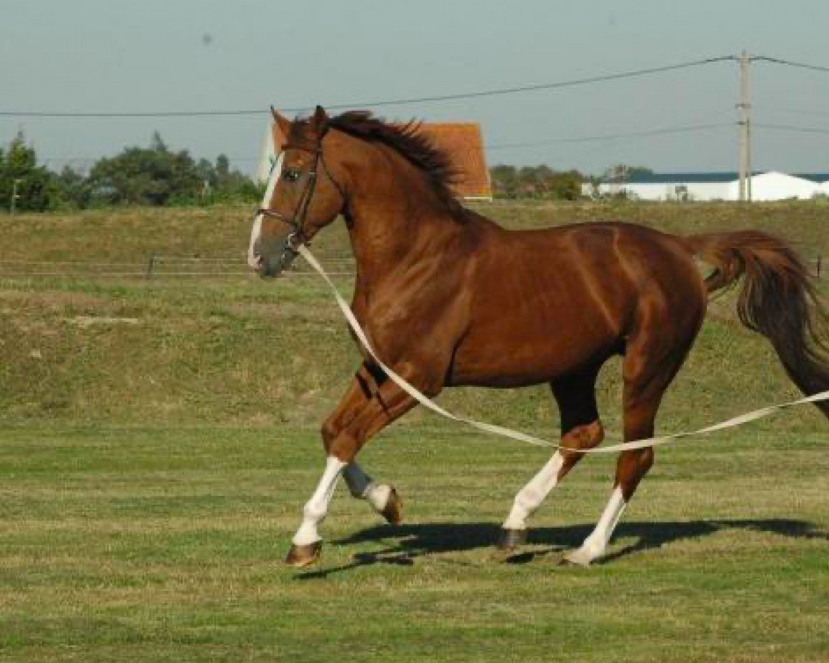 stallion Guepard de Brekka (Selle Français, 1994, from Papillon Rouge)