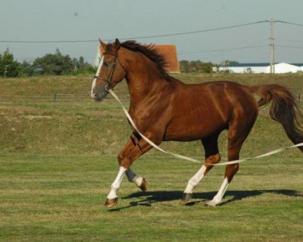 stallion Guepard de Brekka (Selle Français, 1994, from Papillon Rouge)