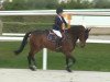 Springpferd Grand Veneur de La Cour (Belgisches Warmblut, 2006, von Sire Major de la Cour)