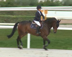 Springpferd Grand Veneur de La Cour (Belgisches Warmblut, 2006, von Sire Major de la Cour)