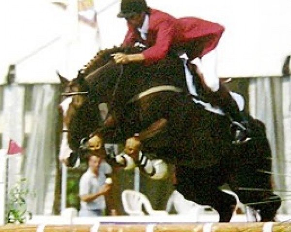 stallion Bis de la Mare (Selle Français, 1989, from Double Espoir)