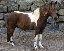 Pferd Nougat (Lewitzer, 2000, von Navajo)