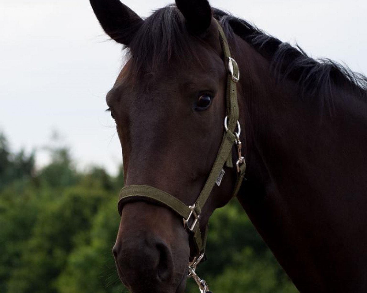 dressage horse First April GV (Westphalian, 2018, from Foundation 2)