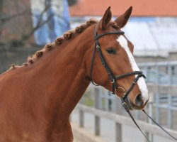 dressage horse Sagamore (Tschechisches Warmblut, 2009, from Loutano's Orion)