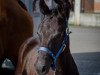 jumper Hogsmeade B (German Sport Horse, 2017, from Hickstead White)