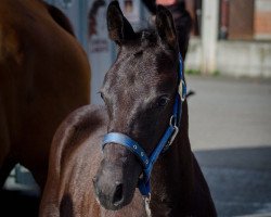 Springpferd Hogsmeade B (Deutsches Sportpferd, 2017, von Hickstead White)