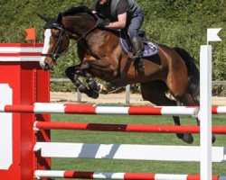 horse Bad Boy du Bustelo (Portuguese Sporthorse, 2006, from Le Tot de Semilly)