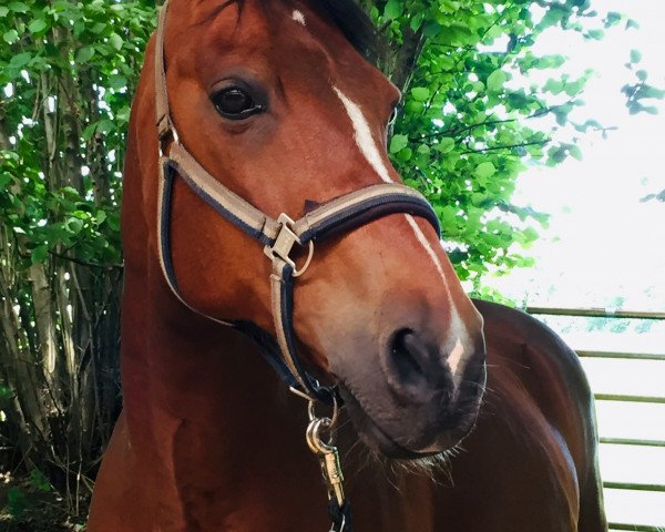 horse Tymberland (Little German Riding Horse, 2005, from Top Karetino)