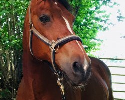 horse Tymberland (Little German Riding Horse, 2005, from Top Karetino)