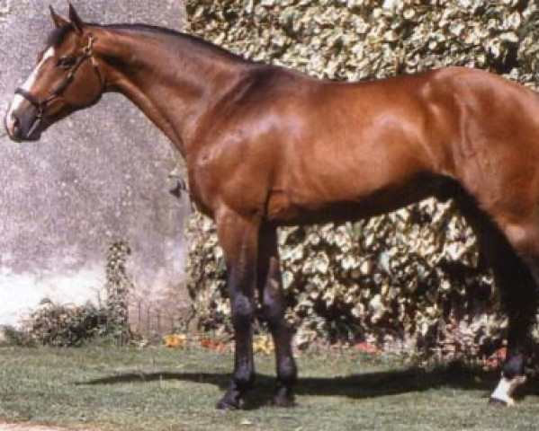stallion Quidam de Revel (Selle Français, 1982, from Jalisco B)