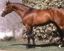 Pferd Quidam de Revel (Selle Français, 1982, von Jalisco B)