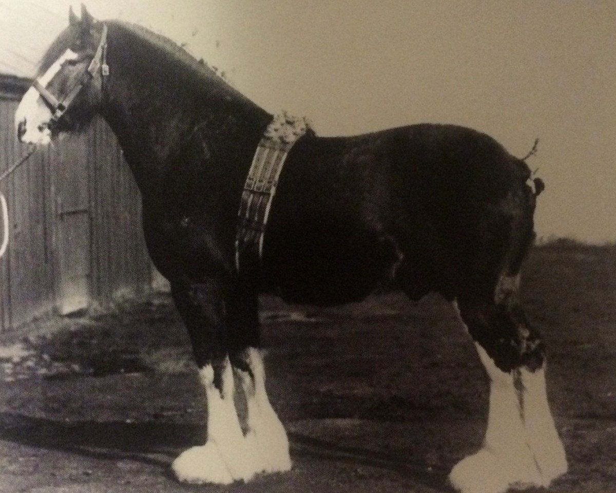 Deckhengst Craigie Beau Ideal (Clydesdale, 1929, von Craigie McQuaid)