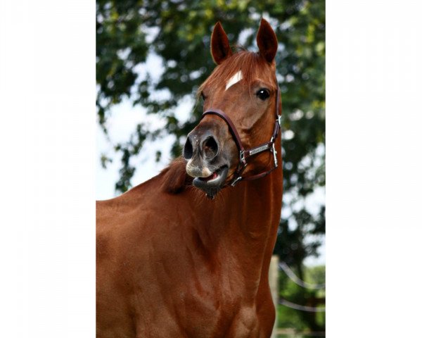 horse Miracle S (Thoroughbred, 2011, from Toylsome xx)