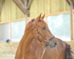 Springpferd Ucello de Beaufour (Selle Français, 2008, von Le Tot de Semilly)