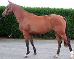 broodmare Pivoine du Dalot (Selle Français, 2003, from Ivory Star)