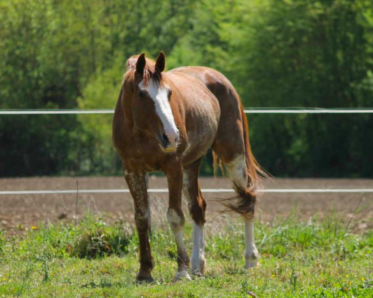 stallion Kristal de Prissey (Selle Français, 1998, from Le Tot de Semilly)