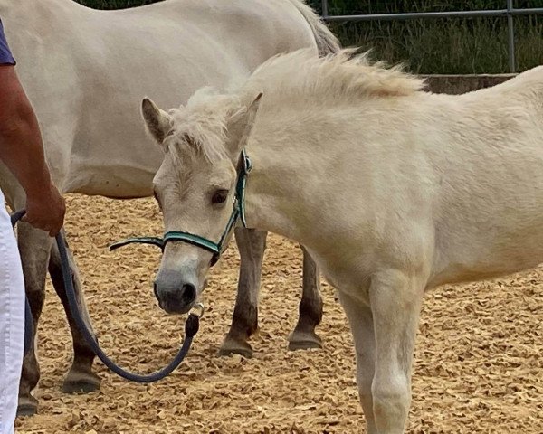 Pferd Ivana (Fjordpferd, 2020, von Hisco)